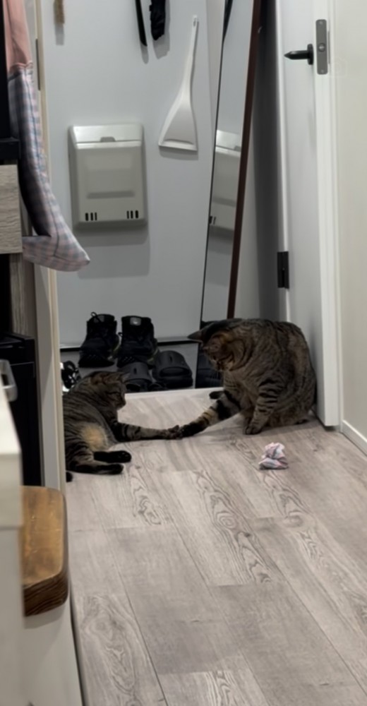 廊下でおもちゃで遊ぶ2匹のキジトラ猫