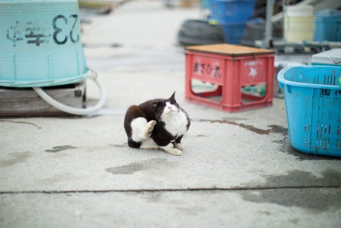 漁港にいる猫