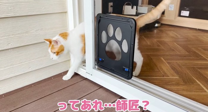 網戸を開ける猫