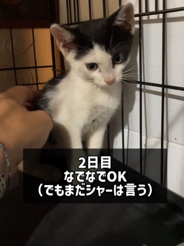 なでられる子猫