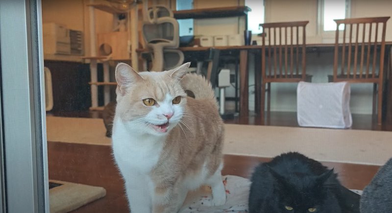 可愛い声で返事をする猫