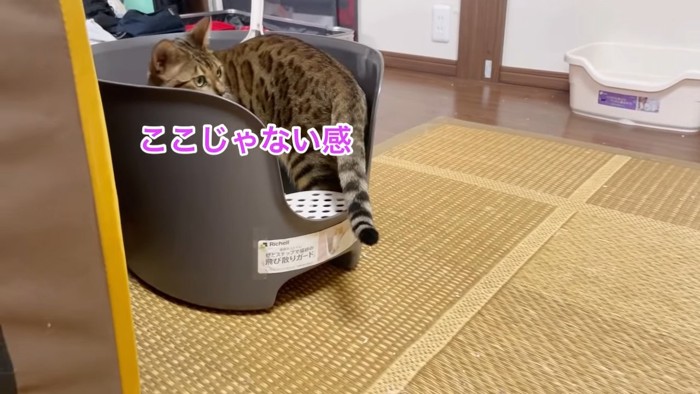 トイレの中で振り向く猫