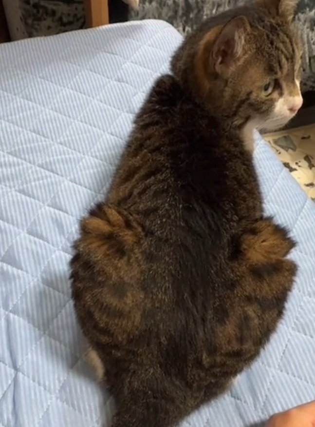 振り向く猫