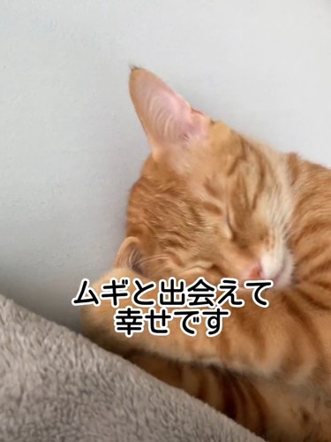 猫の寝顔