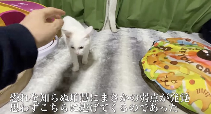 飼い主さんの元へ逃げてきた珀慧