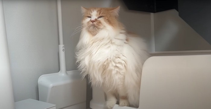 黄昏る猫