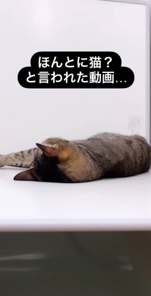 ふたの上で寝るイブくん