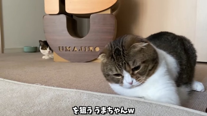 カーペットで遊ぶ猫と後ろで隠れる猫