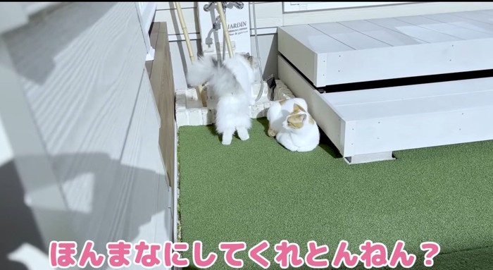 突進する猫