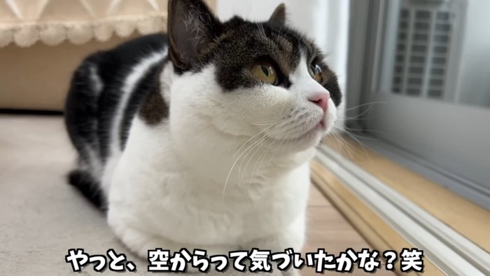 香箱座りの猫