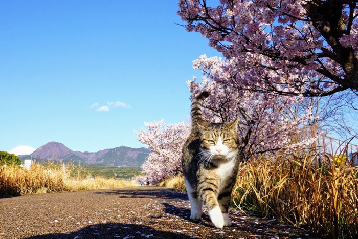 歩く猫