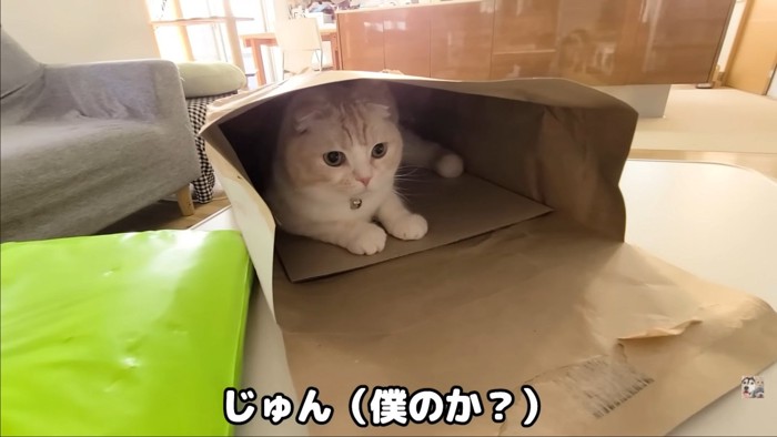 袋に入る猫