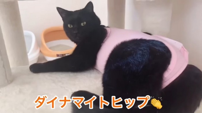 黒猫の後ろ姿