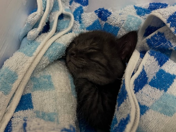 タオルで包まれて寝る子猫