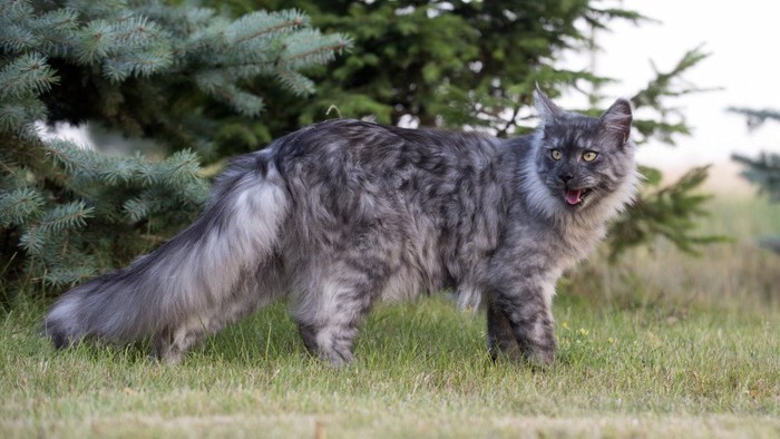 まだら模様の猫