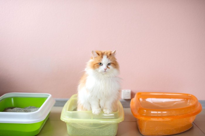 3つのトイレと排泄中の猫