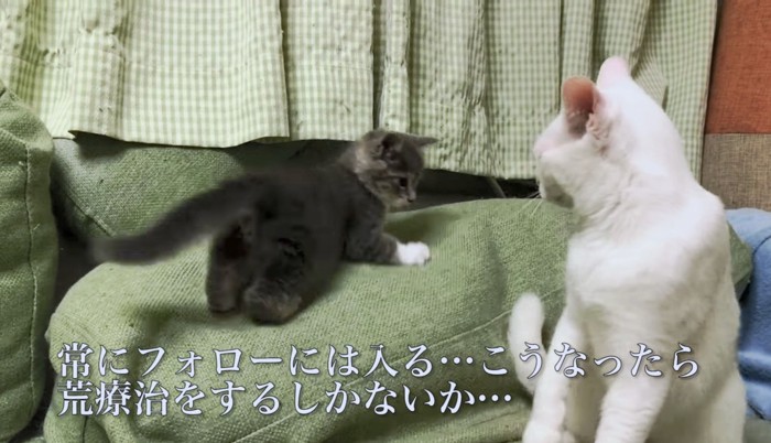 ここまで先住猫を圧倒するなら…