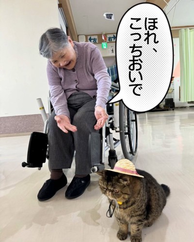 麦わら帽子をかぶる猫