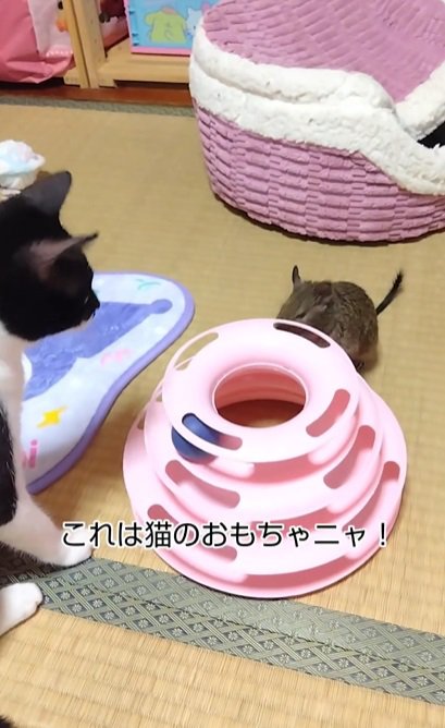 猫とデグー2