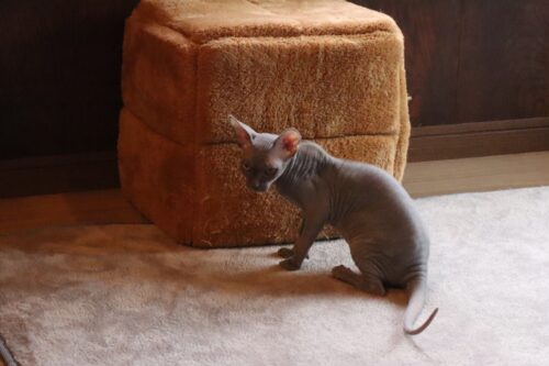 座っているグレー色のバンビーノ