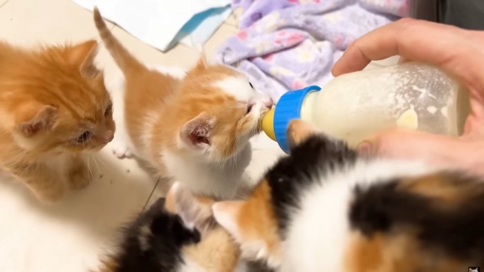 子猫たちがミルクを競って飲む様子