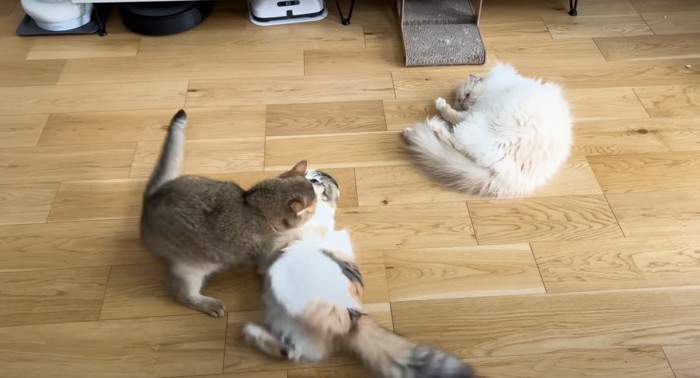 猫3匹