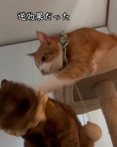 叩く猫