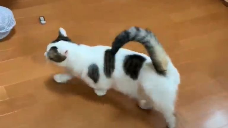 部屋を歩いている猫