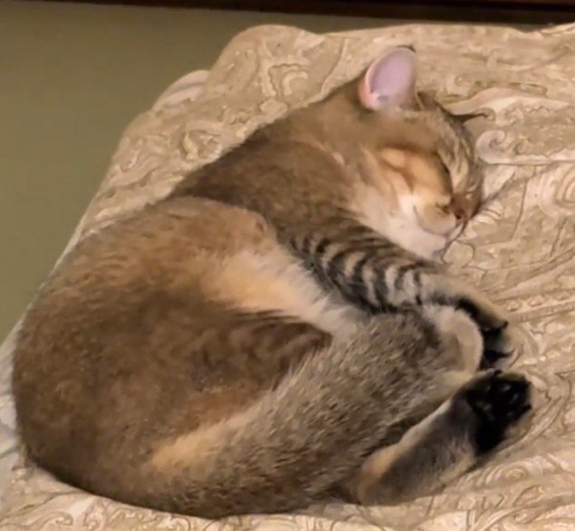 ふとんの上で寝る猫5（さらにズーム）