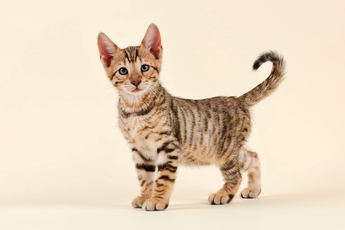 正面を見つめて立っているトイガーの子猫