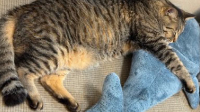 室内にいる猫