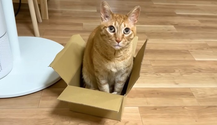 段ボール箱に入る猫