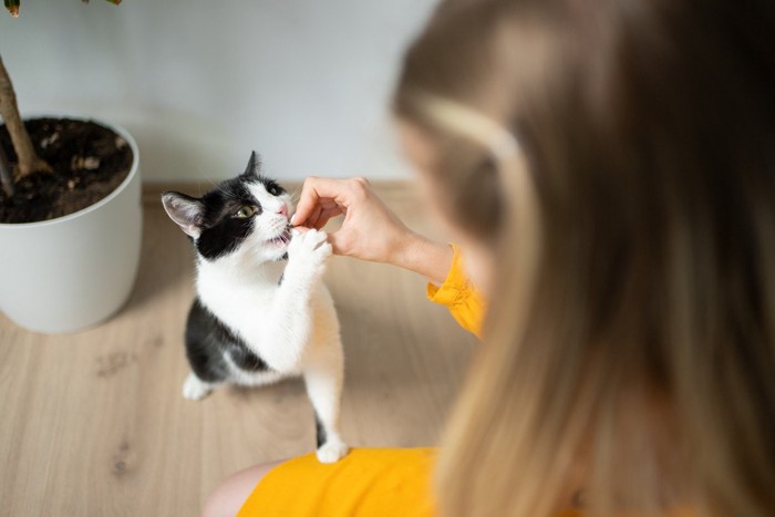 猫におやつを与える飼い主