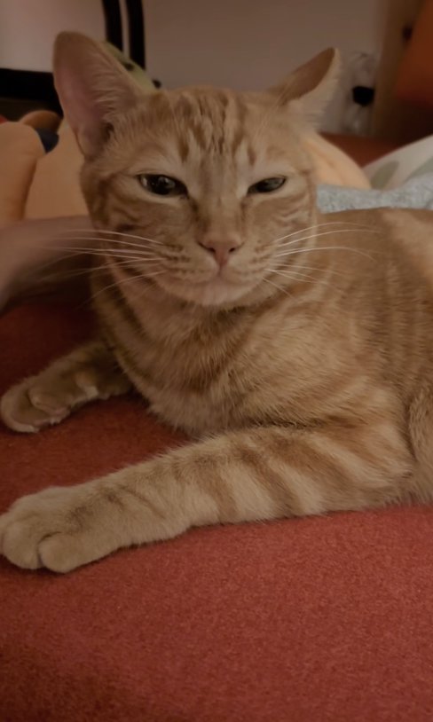 左右違う幅で目を細めている猫