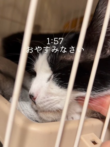 顔をなでられる猫