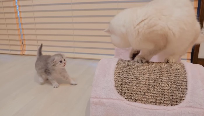 後ずさりする子猫と白猫