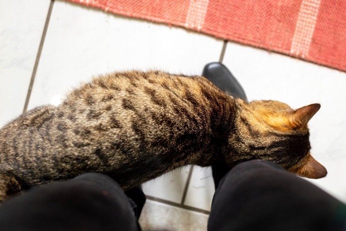 玄関先でスリスリする猫