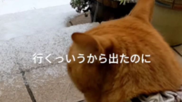 玄関にいる猫