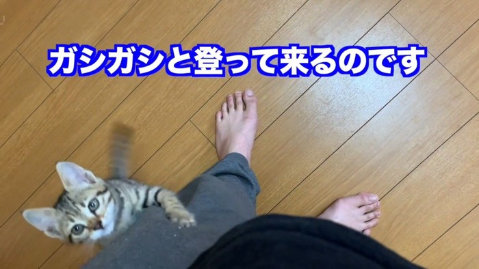 ガシガシと