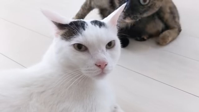 猫の顔アップ