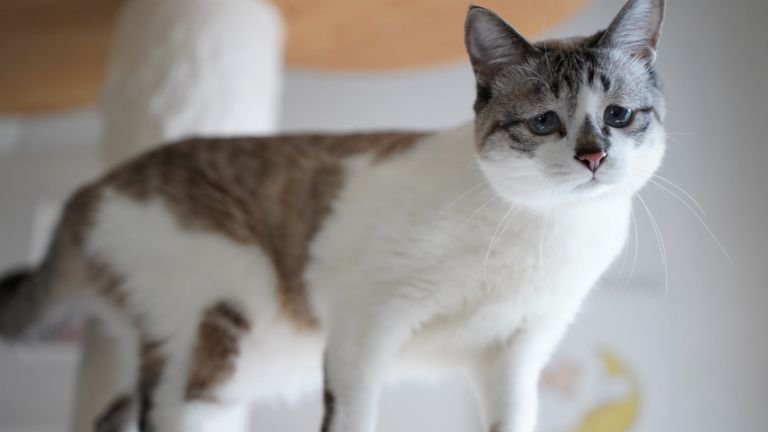 室内にいる猫