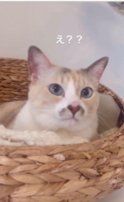 猫用ベッドの上の猫
