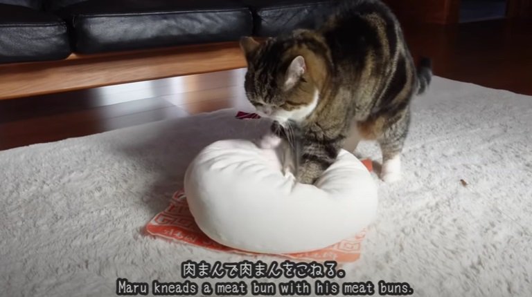 肉まんのクッションをこねる猫