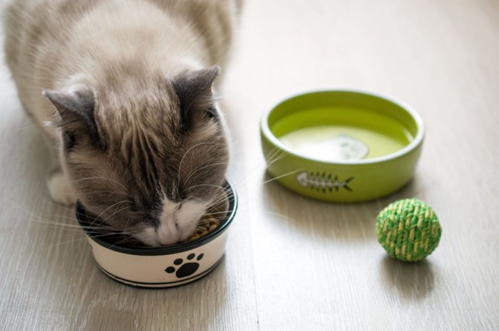 フードを食べる猫と水の食器、ボール