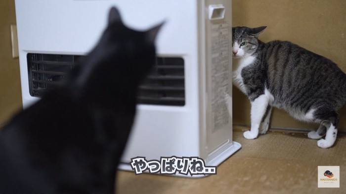 黒猫とファンヒーターとキジシロ