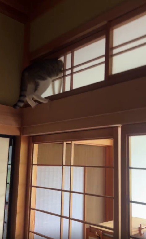 障子に突っ込んだ猫