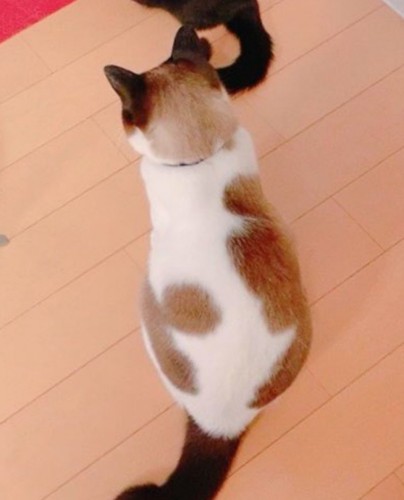 茶色い模様
