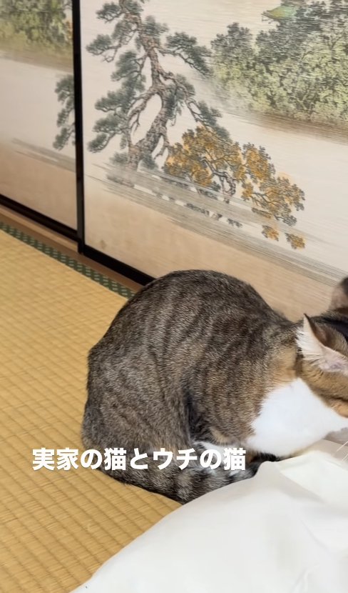 香箱座りしているキジトラ（顔見切れ）