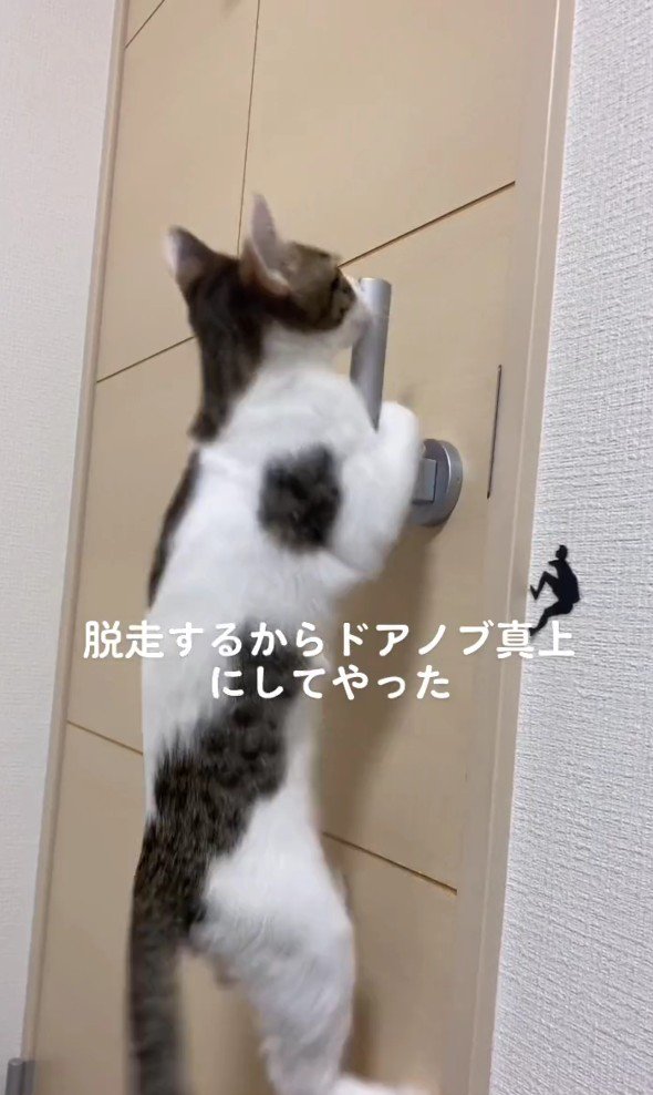 ドアノブにしがみつくごましおちゃん