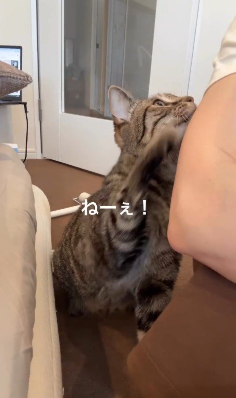 人に向かって手を伸ばしている猫